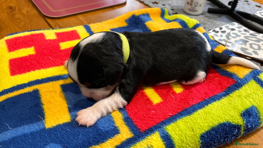 Cavalier King Charles Spaniel dogs for sale: Stunningly cute Cavalier King Charles Puppies  - Image 6