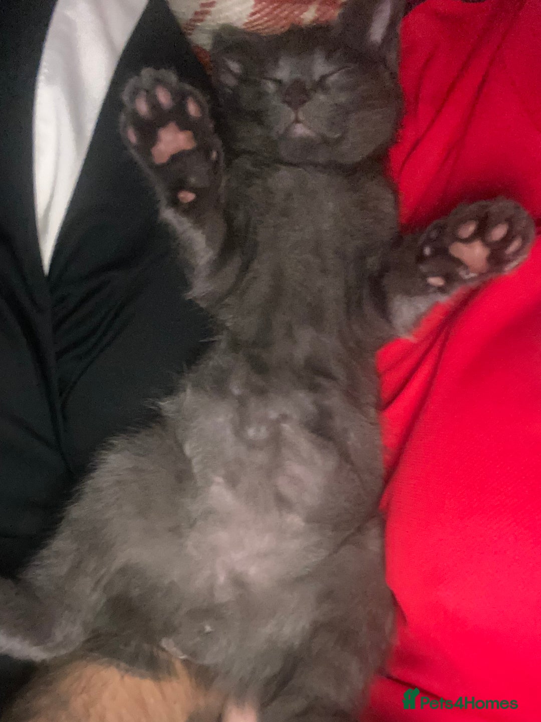 British Longhair cats for sale: British longhair kitten  - Image 2