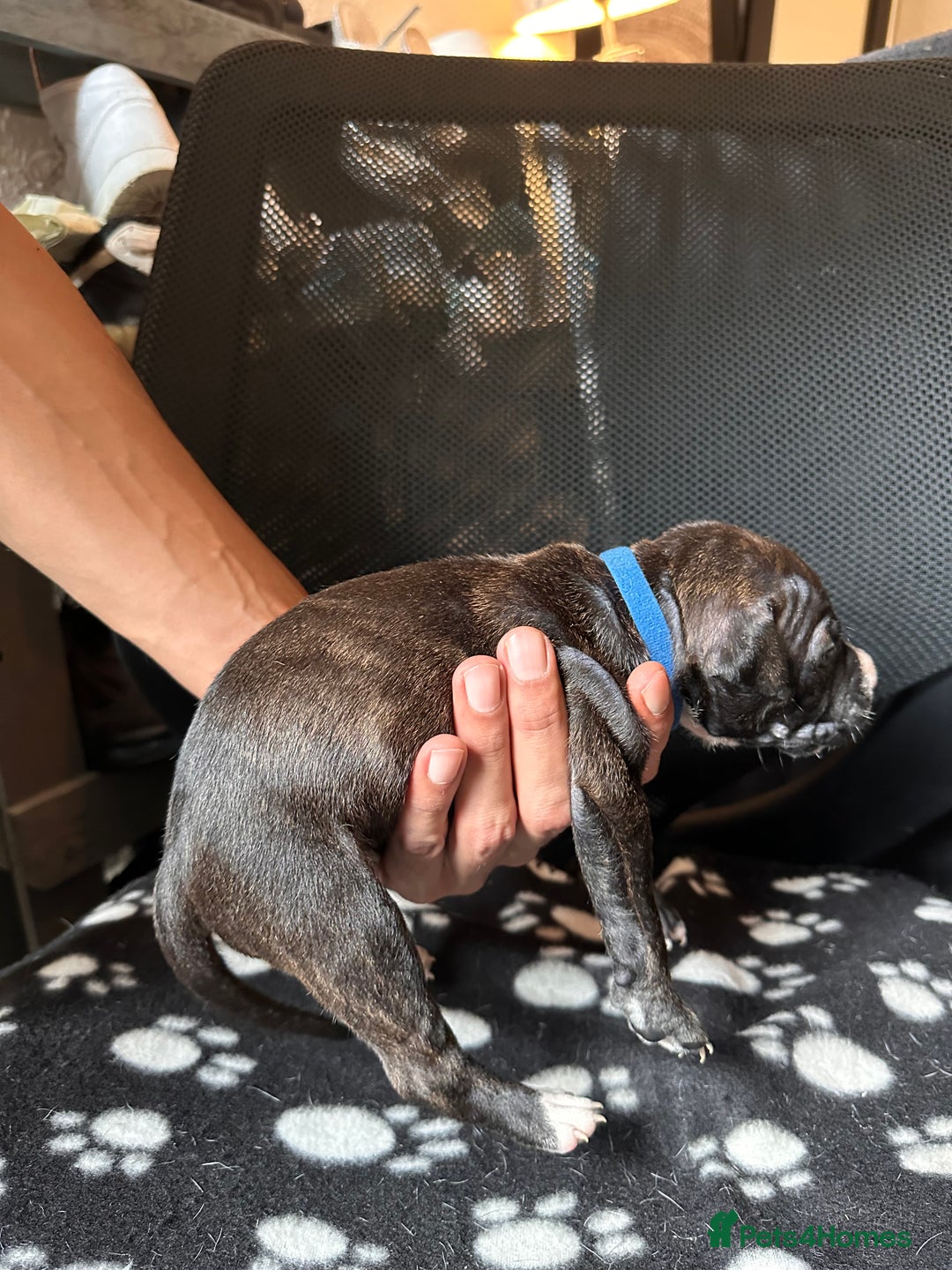 Mixed Breed dogs for sale: American bulldog staffy 🏡 - Image 12