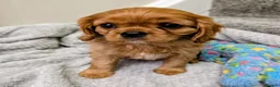 Cavalier King Charles Spaniel dogs for sale: 🌟LAST BOY🌟KC DNA Health tested Cavalier Puppy💙 - Advert 2