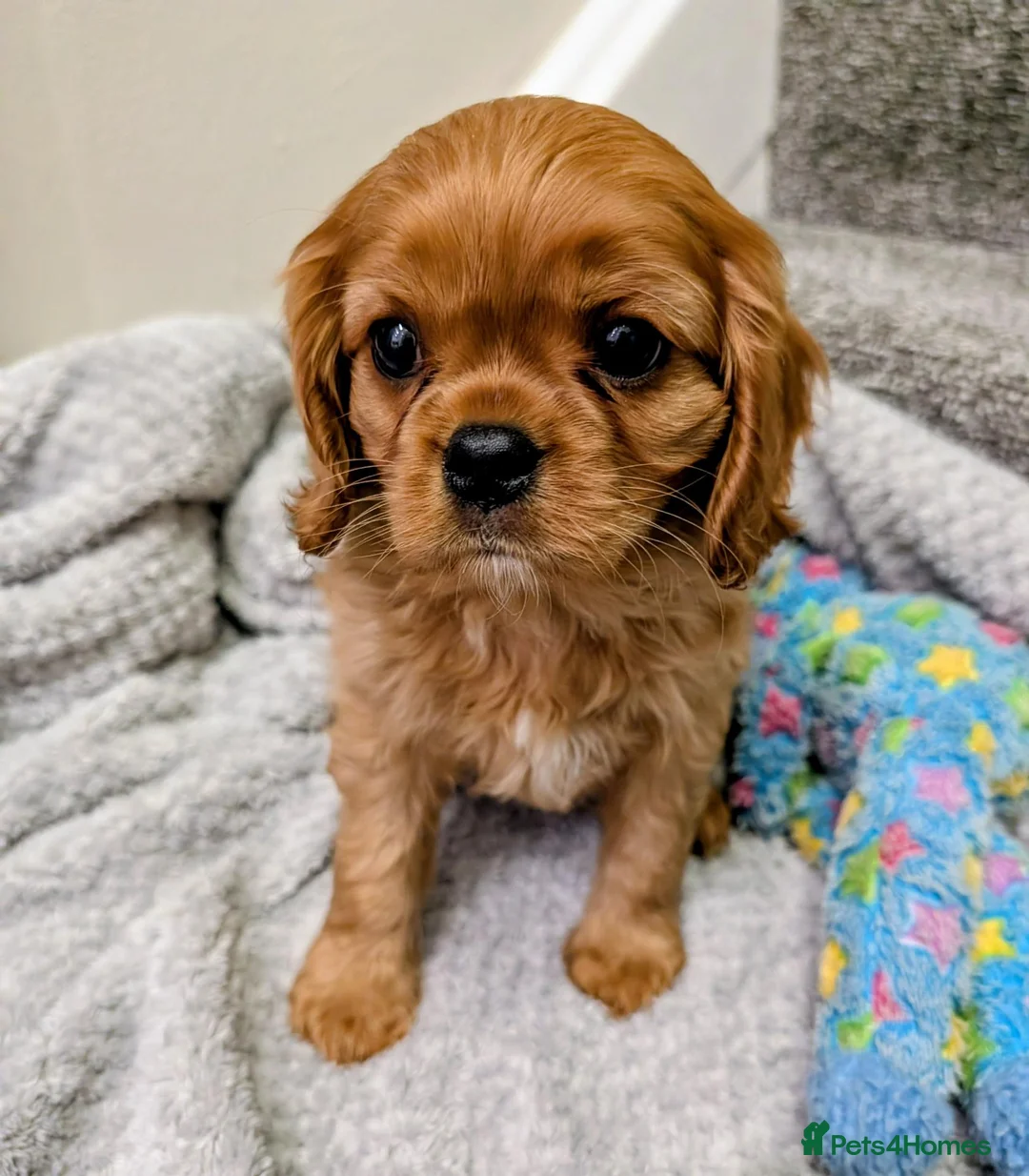 Cavalier King Charles Spaniel dogs for sale: 🌟LAST BOY🌟KC DNA Health tested Cavalier Puppy💙 - Advert 2