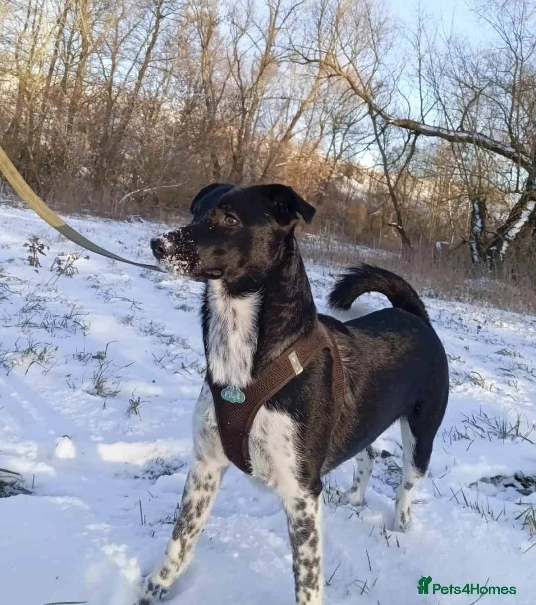 Mixed Breed dogs for adoption: ❤️GEMMIE❤️1yo girl, who chose life, people and fun - Advert 15