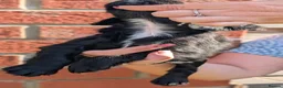 Cocker Spaniel dogs for sale: Beautiful black working cocker spaniels  - Advert 16