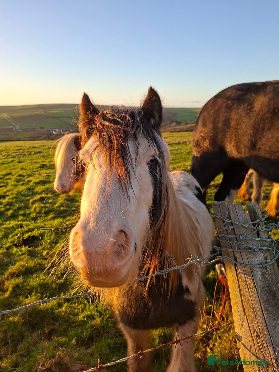 Shire horses for sale: Mini black and white cob - Advert 1