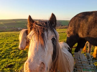 Shire horses Mini black and white cob - Advert 2