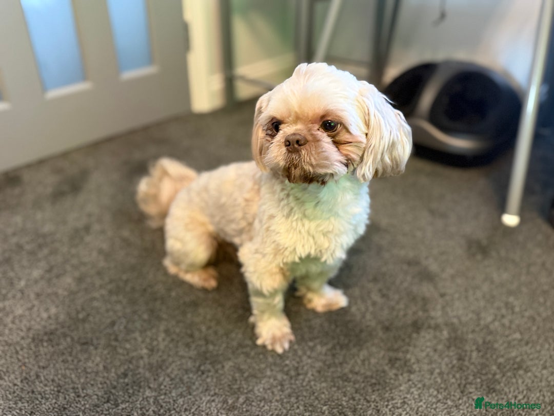 Shih Tzu dogs for stud: KC Reg Lavender Shih Tzu, Young Stud, FullPedigree - Advert 6
