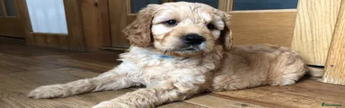 Goldendoodle Light Blue Collar