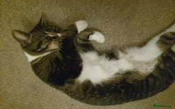British Shorthair cats for sale: Lola aged 9 - Image 2
