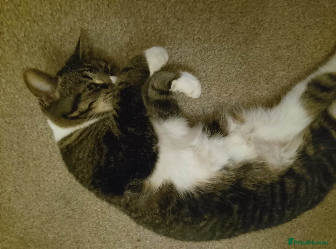British Shorthair cats for sale: Lola aged 9 - Image 2
