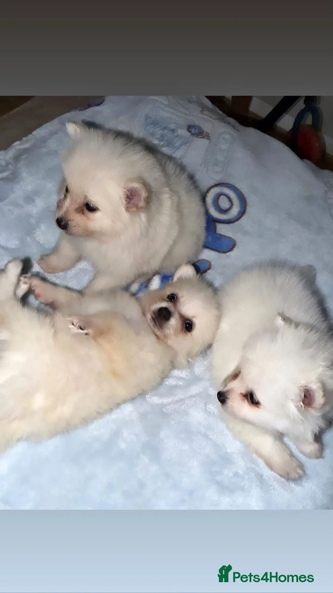 Japanese Spitz dogs for sale: Tiny Japanese Spitz  in Hemel Hempstead - Advert 2