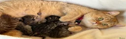 British Longhair cats for sale: British Longhair golden shaded kittens TICA - Advert 24