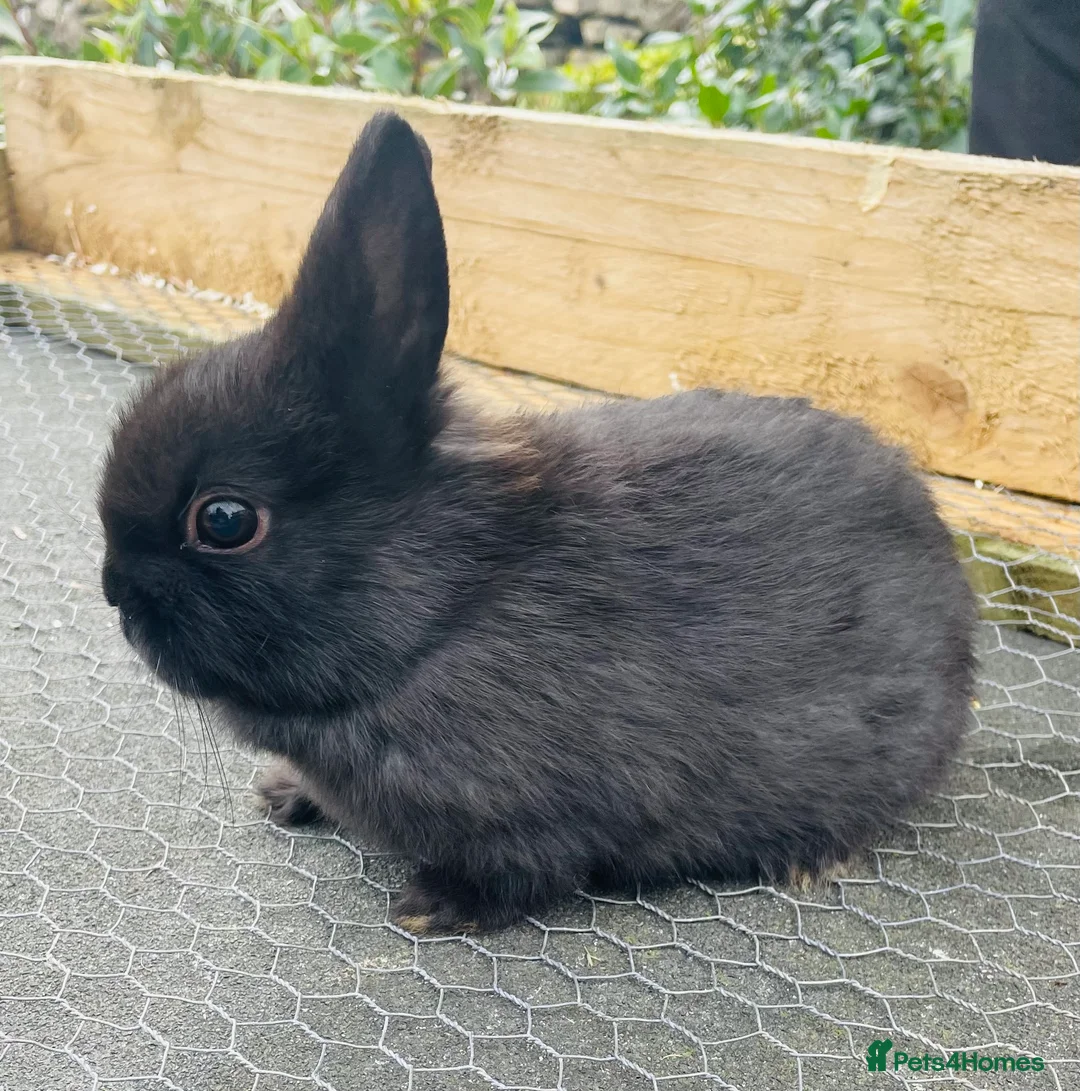 Netherland Dwarf rabbits for sale: x3 Netherland Dwarfs (2nd Litter)  - Advert 1