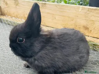 Netherland Dwarf rabbits x3 Netherland Dwarfs (2nd Litter) - Advert 1