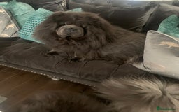 Chow Chow dogs for sale: Stunning kc chow chow  - Advert 12