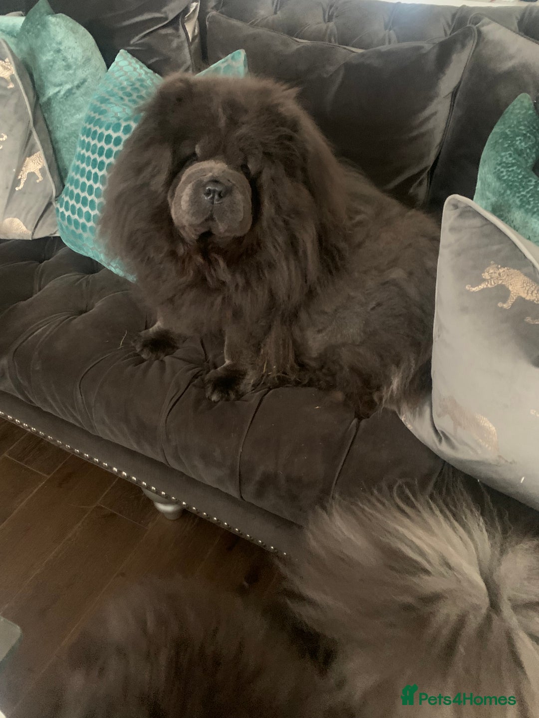 Chow Chow dogs for sale: Stunning kc chow chow  - Advert 12