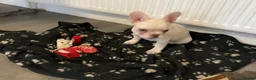 French Bulldog dogs for sale: Beautiful Frenchie Females - Advert 16