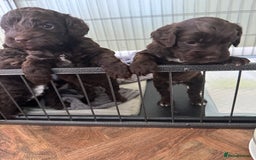 Cockapoo dogs for sale: Adorable chocolate cockapoos  - Image 4