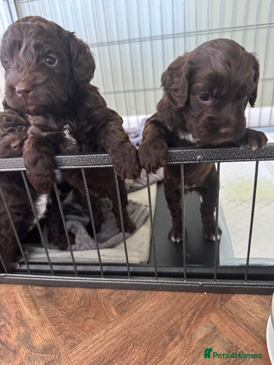 Cockapoo dogs for sale: Adorable chocolate cockapoos  - Image 4