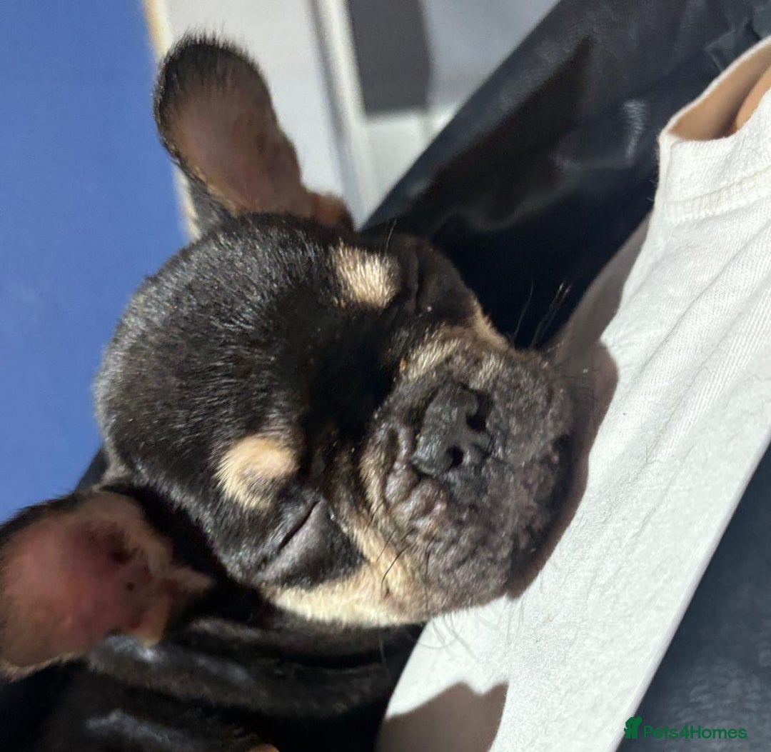 French Bulldog dogs for sale: Beautiful French bulldog puppies  - Advert 5
