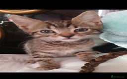 Mixed Breed cats for sale: Bengal kittens very healthy male femal - Image 4