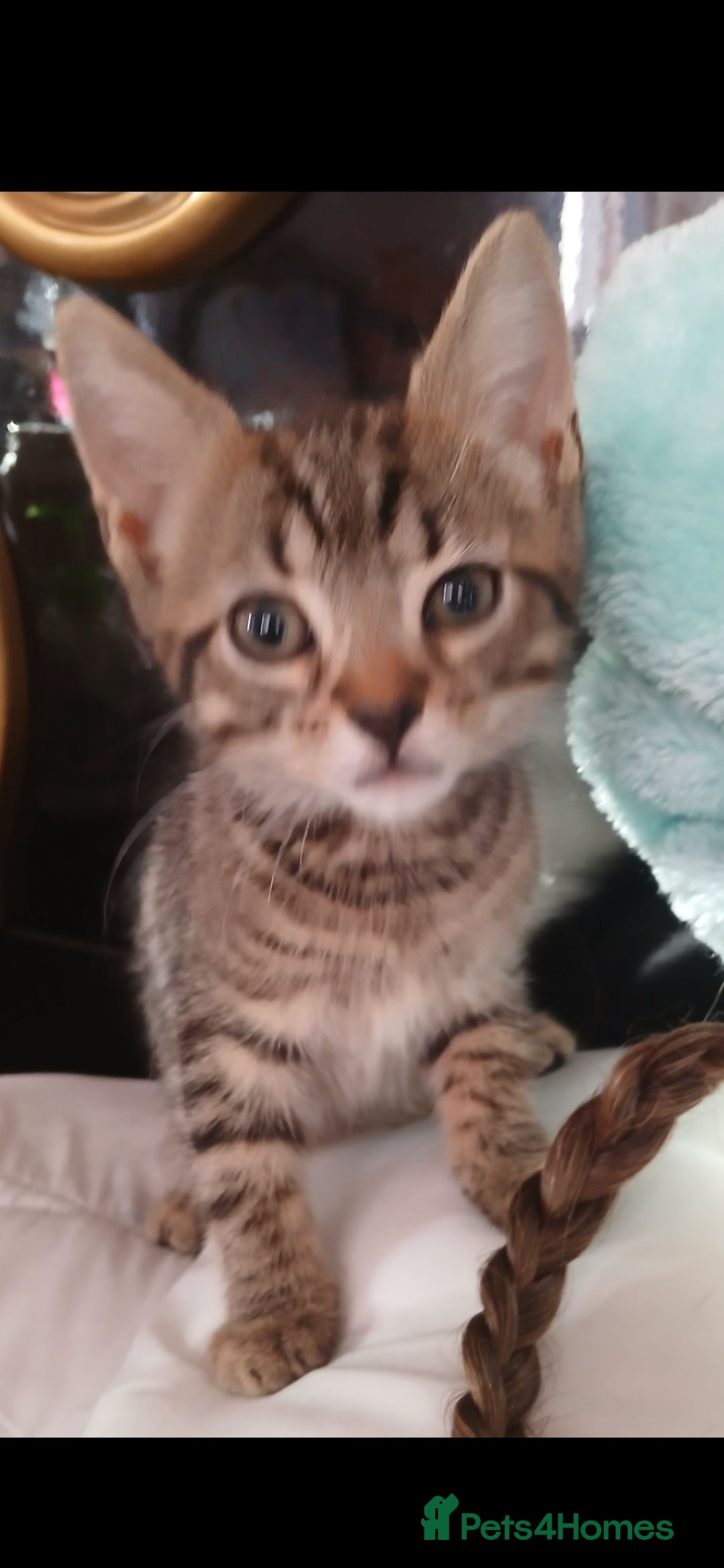 Mixed Breed cats for sale: Bengal kittens very healthy male femal - Image 4