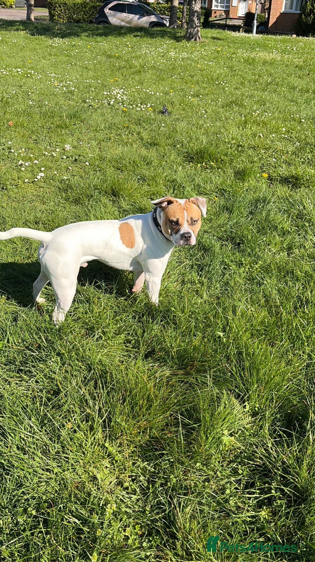 Mixed Breed dogs for sale:  Loving, Active Boy Looking for a New Home  in Reading - Advert 15