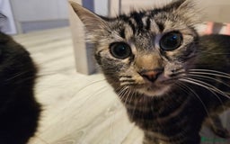 Mixed Breed cats for sale: Fifi is for sale - Image 3