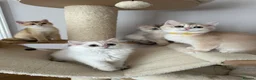 British Shorthair cats for sale: READY NOW! Pedigree kittens  - Advert 5