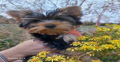 Yorkshire Terrier dogs in Wellingborough - Advert 11