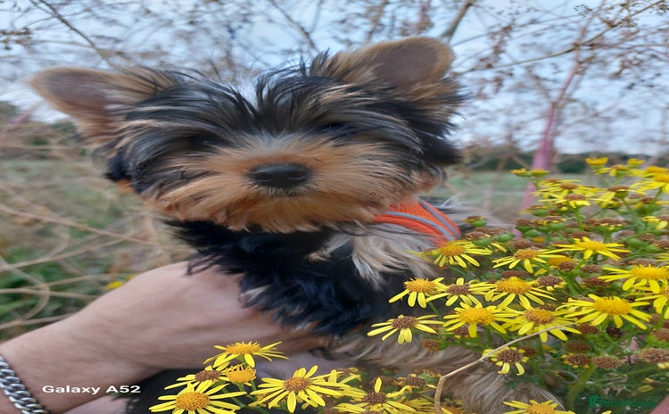 Yorkshire Terrier dogs in Wellingborough - Advert 15