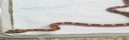 Corn Snake reptiles for sale: Corn snake  in Leicester - Advert 34