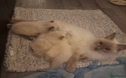 Ragdoll cats for sale: Ragdoll boys for new homes - Image 4