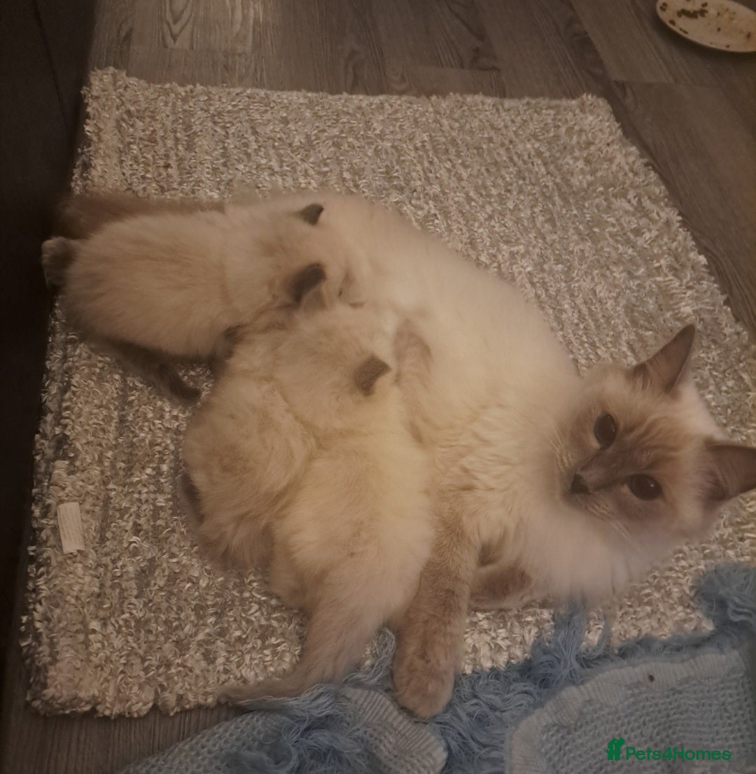 Ragdoll cats for sale: Ragdoll boys for new homes - Image 4
