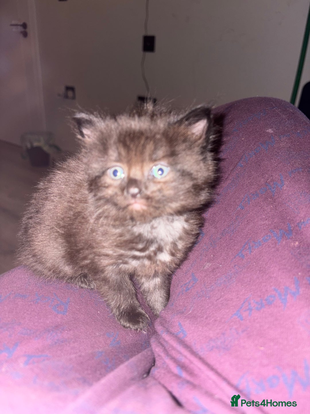Mixed Breed cats for sale: 2 beautiful kittens( 1 male, 1 female) - Advert 4