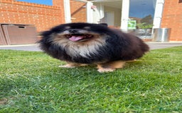 German Spitz dogs for sale: KC Reg Show Type German Spitz (Klein) For Sale. - Image 21