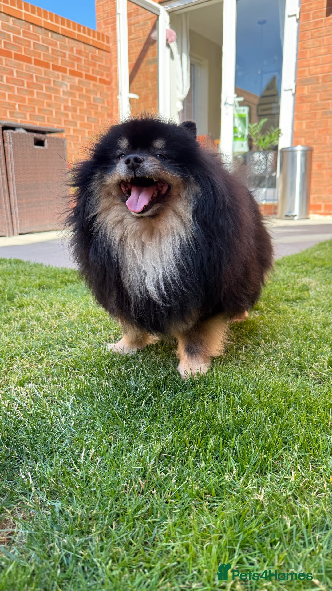 German Spitz dogs for sale: KC Reg Show Type German Spitz (Klein) For Sale. - Image 21