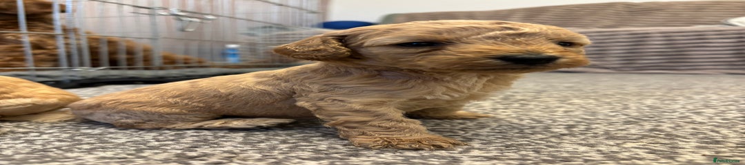 Cockapoo Puppy 1 gold collar