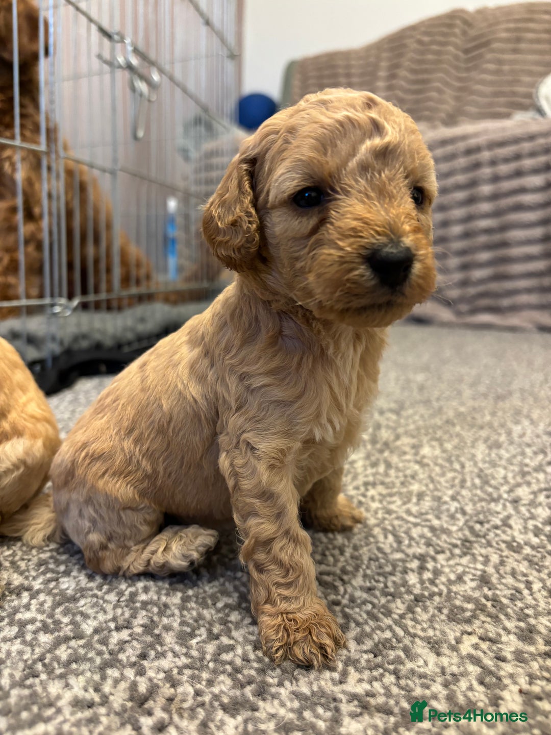 Cockapoo dogs for sale: Beautiful cockerpoo babies - Image 3