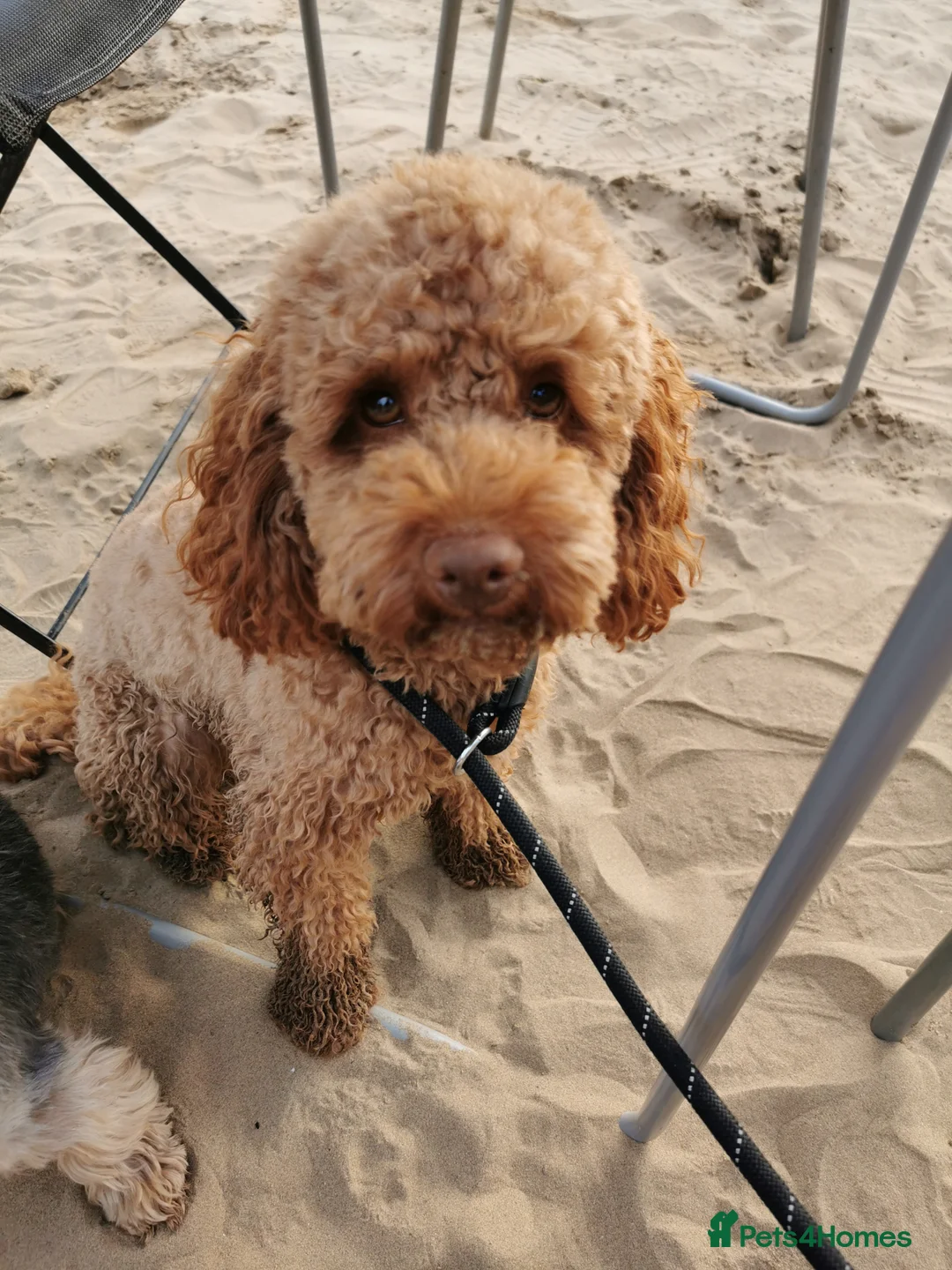 Toy Poodle dogs for stud: ☆Monty - KC Registered TOY POODLE ☆ in Lydney - Advert 5