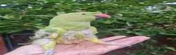 Ringnecks birds for sale: Green neck parrot  in Manchester - Advert 2