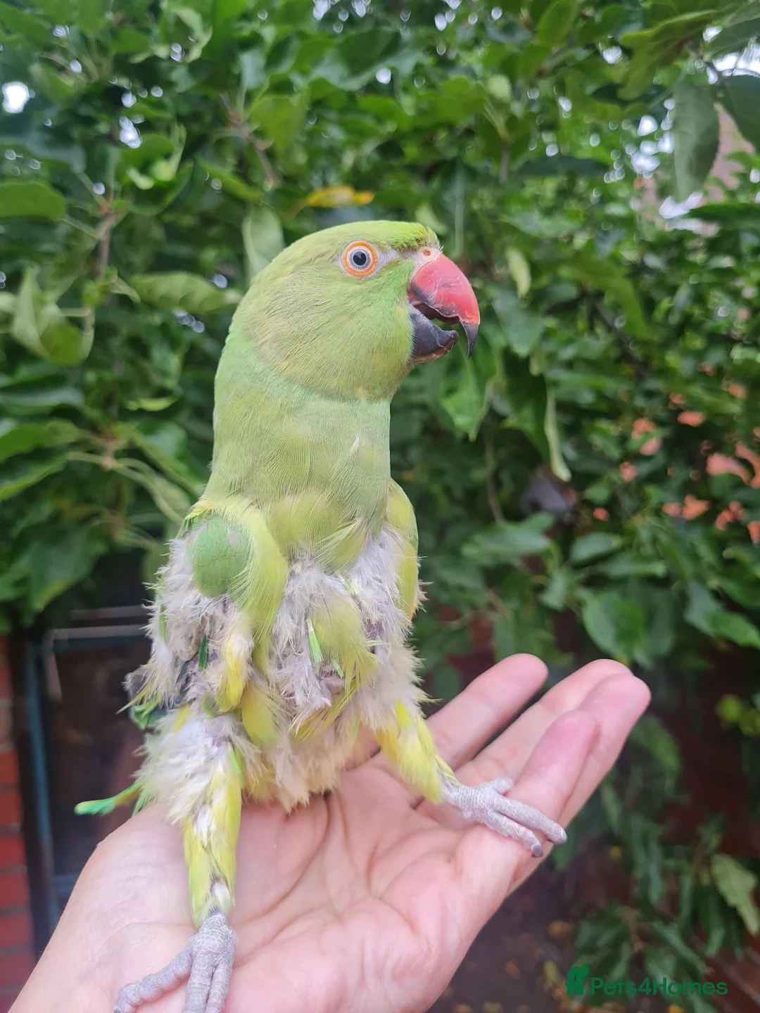 Ringnecks birds for sale: Green neck parrot  in Manchester - Advert 2