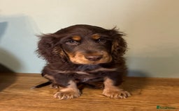 Cocker Spaniel dogs for sale: Beautiful Cocker Spaniel Litter - Advert 3