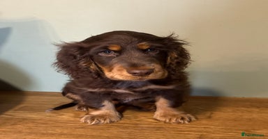 Cocker Spaniel dogs - Advert 8