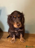 Cocker Spaniel dogs - Advert 8