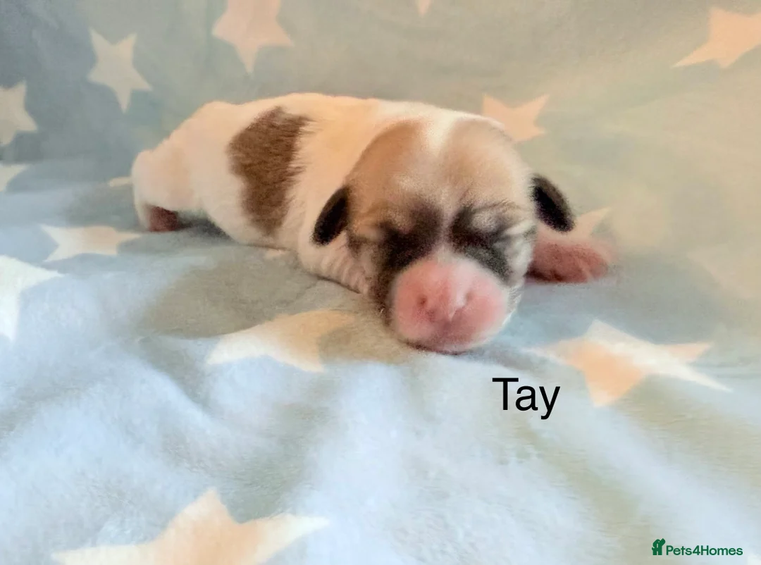 Coton De Tulear dogs for sale: KC reg Coton de Tulear parents DNA health tested  - Advert 33