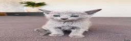 Russian Blue cats for sale: 🐾Champion Line TICA Russian Blue Kittens 🐾 - Advert 20