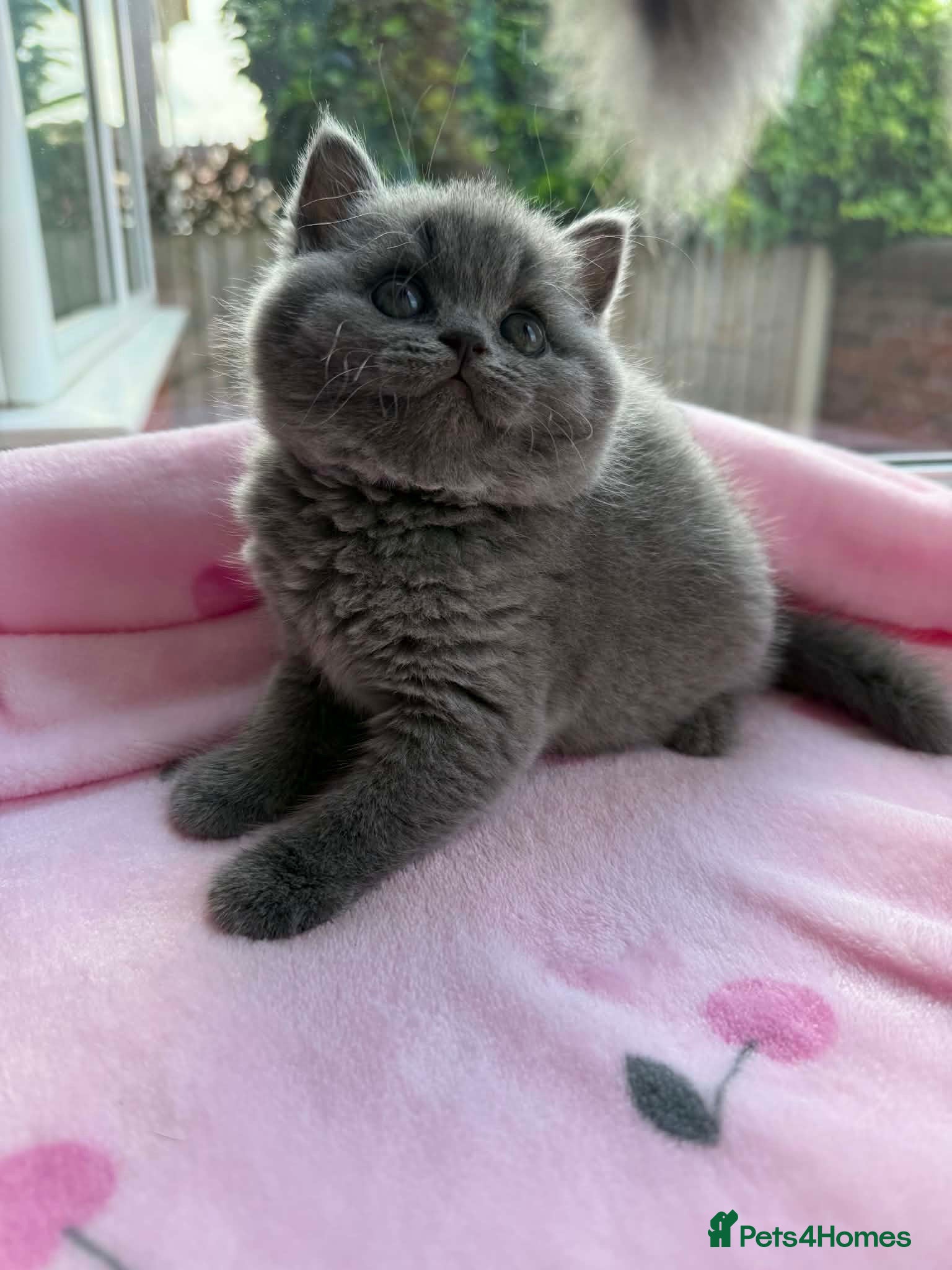 British Shorthair cats Gccf British Shorthair & Longhair Kittens - Advert 17