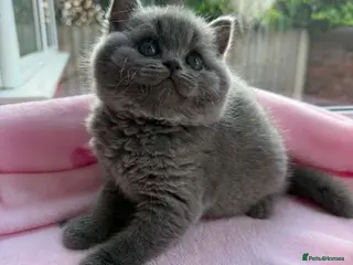 British Shorthair cats Gccf British Shorthair & Longhair Kittens - Advert 17