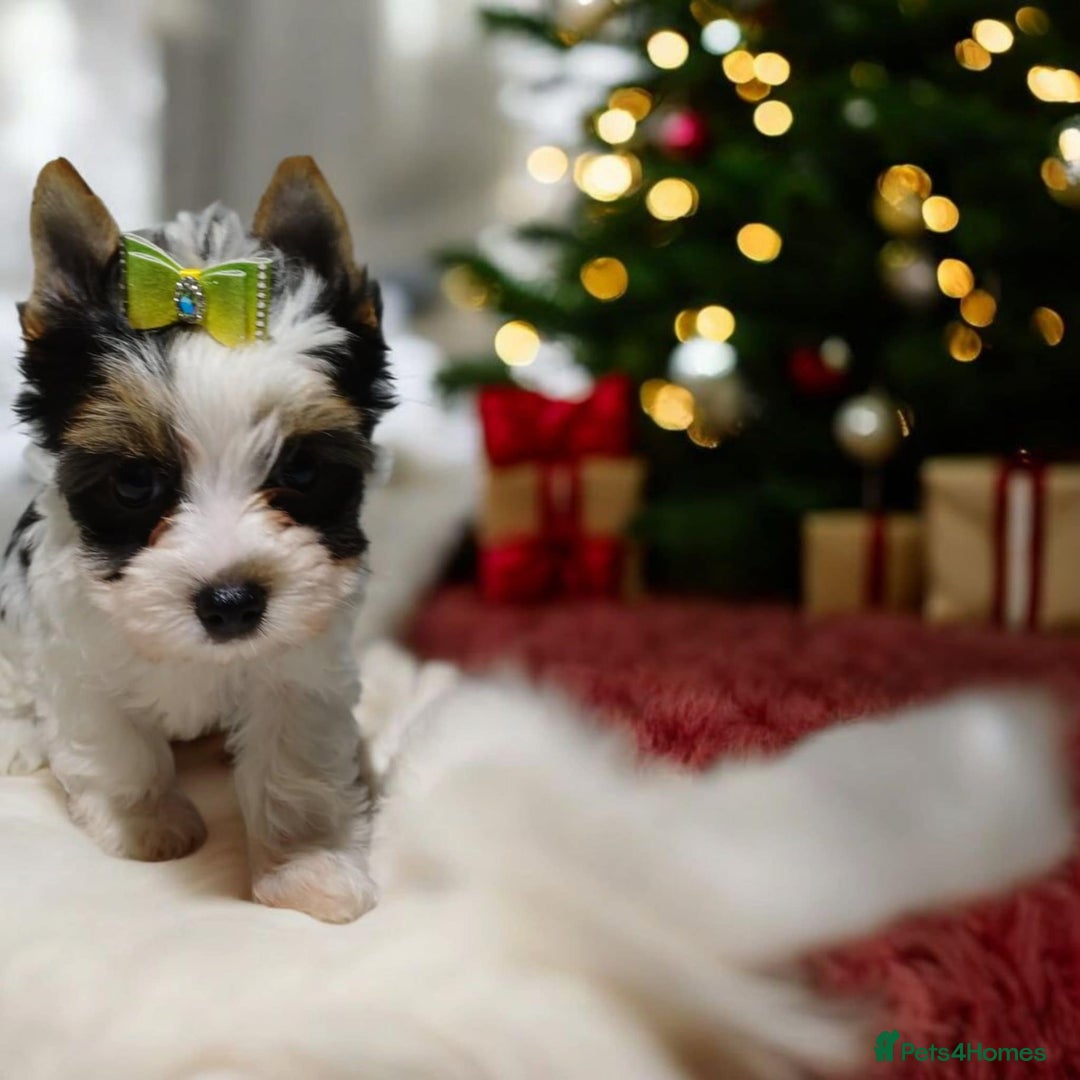 Yorkshire Terrier dogs for sale: 100% Biewer yorkshire-terrier Pedigree  - Advert 3