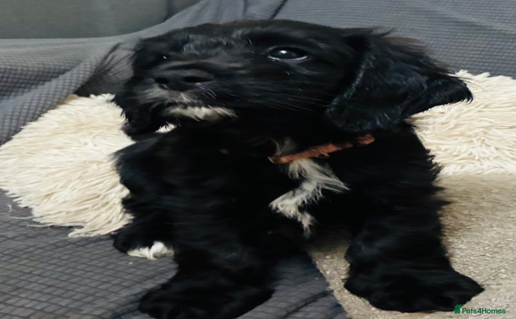 Mixed Breed dogs - Advert 6